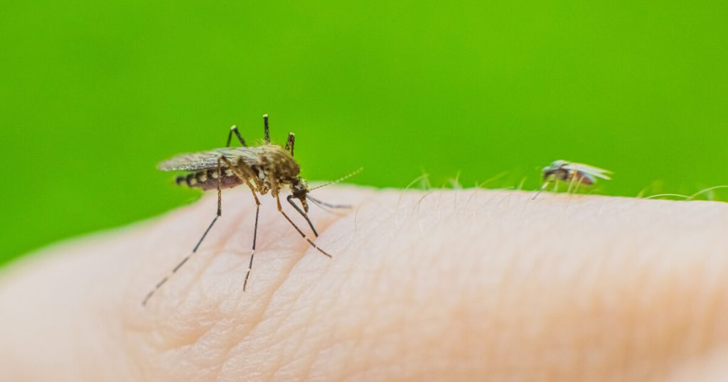 Dengue e IA
